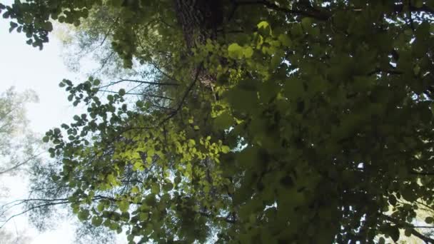 从下面的平底俯瞰着夏天在天空的背景下生长在树林里的高大茂密的树木 — 图库视频影像