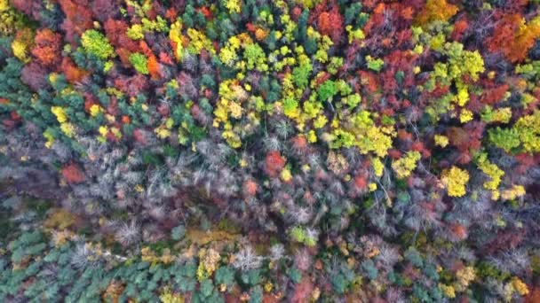 Вид Густых Лесов Различными Высокими Деревьями Яркими Разноцветными Листьями Растущими — стоковое видео