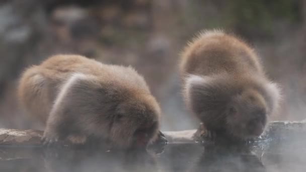 Macacos Neve Bebendo Água Lago Jigokudani Monkey Park Yamanouchi — Vídeo de Stock
