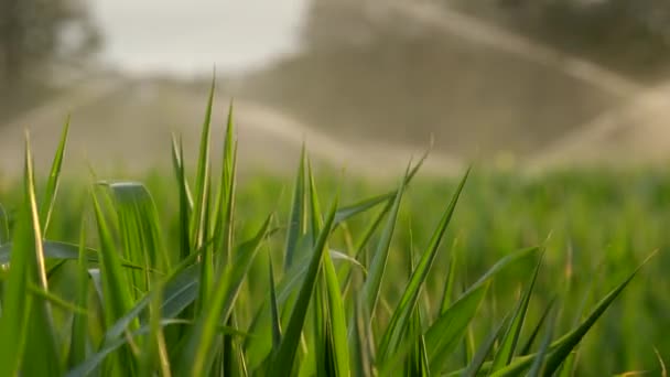 公園の水スプリンクラーと芝生で風に揺れる長い葉を持つ新鮮な緑の植物 — ストック動画