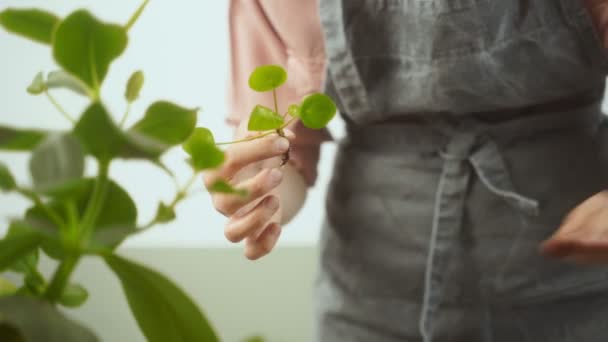Önlüklü Isimsiz Kadın Bahçıvanın Tencereye Toprak Koyduğunu Evde Peperomiyoit Filizlendiğini — Stok video