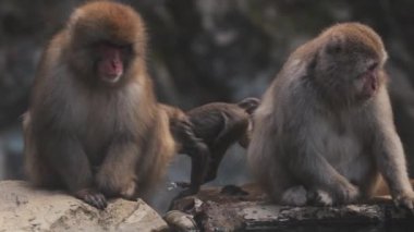 Yamanouchi 'deki Jigokudani Maymun Parkı' ndaki gölden su içen kar maymunları.