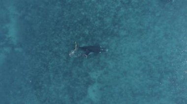 Cabo Raso 'da güneşli bir günde mavi okyanus suyunda yüzen güçlü balina anne ve yavrusu manzarası.
