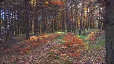 Sonbahar günü parkta yapraklarla kaplı çimenli nehir kıyısında kabukları büyüyen ağaçlara zum yap.