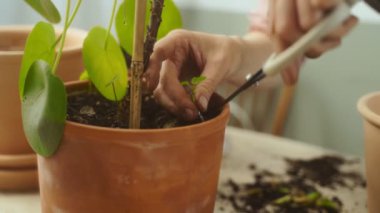 Tanımlanamayan bir kadın evde bahçe işleriyle uğraşırken pilea peperomioides bitkisinin küçük filizlerini söküp biçiyor.