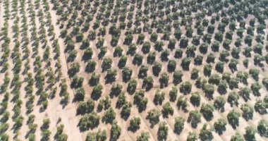 Güneşli bir günde zeytin ağaçları