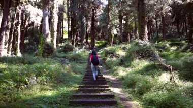 Alishan Kasabası 'ndaki tatil sırasında yeşil ormandaki merdivenlerde duran tanınmayan kadın turistin arka görüntüsü.