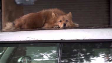 Sevimli, yorgun, tüylü, tüylü köpek Lübnan 'da gündüz vakti sokağa park edilmiş bir otomobilin çatısında dinleniyor.