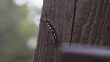 Kıllı tırtıl yaz günü Kanada 'daki Forillon Ulusal Parkı' nda kereste kalaslarında sürünüyor.