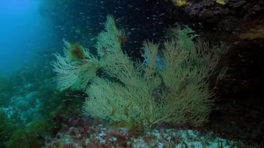 Kızıl Deniz 'in dibindeki Gorgonya mercanları açık mavi sularda kayalık oluşum yakınlarındadır.