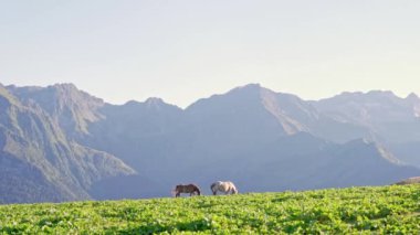 Güneşli bir günde yeşil alanda otlayan evcil at sürüsü.