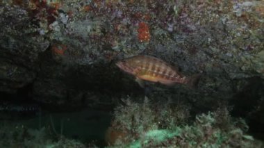 Siyah benekli egzotik gri Arothron stellatus balığı kızıl denizin derin, şeffaf sularında çeşitli mercanların yakınında yüzüyor.