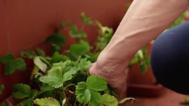 Balkonda bahçıvanlık yapan yaşlı kadın.