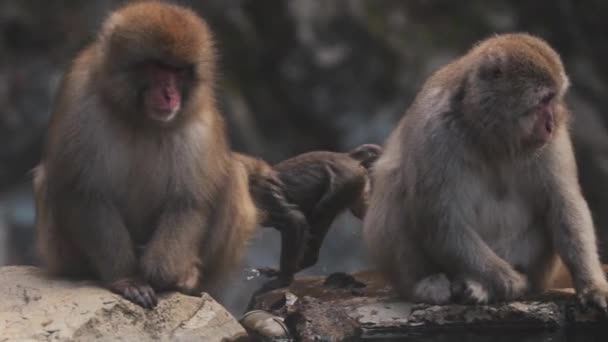 Macacos Neve Bebendo Água Lago Jigokudani Monkey Park Yamanouchi — Vídeo de Stock