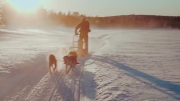 难以辨认的人骑雪橇被一群哈士奇人推挤在雪地里美丽的落日下 — 图库视频影像