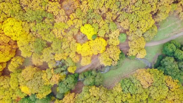Vue Pittoresque Sur Les Drones Arbres Verts Jaunes Poussant Près — Video
