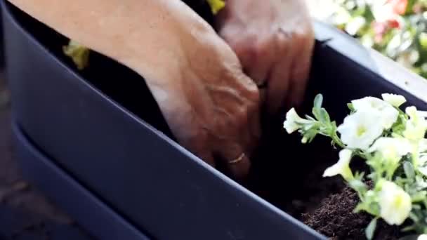 온실에서 일하는 앞치마 공장에서 정원사를 자르십시오 — 비디오