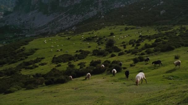 Ovelhas Touros Pastando Prado Verde — Vídeo de Stock
