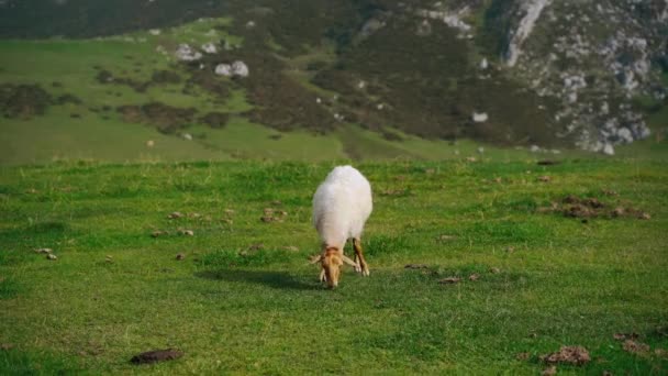 Owce Byki Wypasane Zielonej Łące — Wideo stockowe