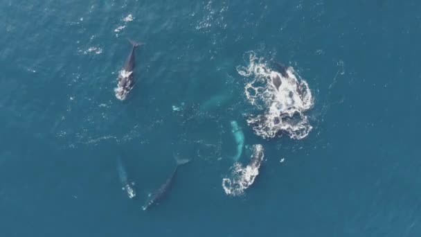 Top View Powerful Whales Swimming Blue Ocean Water Surface Sunny — Stock Video