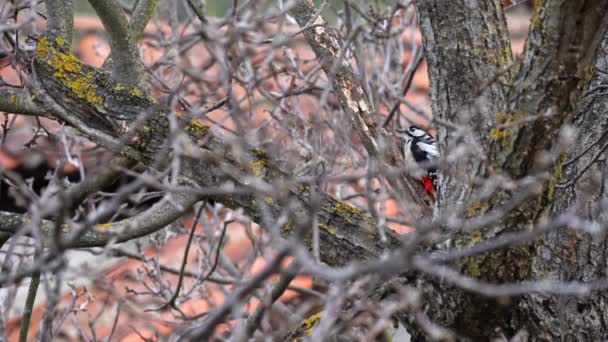Great Spotted Burung Pelatuk Dengan Warna Warni Bulu Pada Pohon — Stok Video