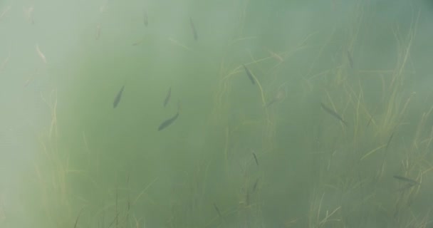 Desde Arriba Escuela Peces Nadando Agua Del Lago Comiendo Miga — Vídeo de stock