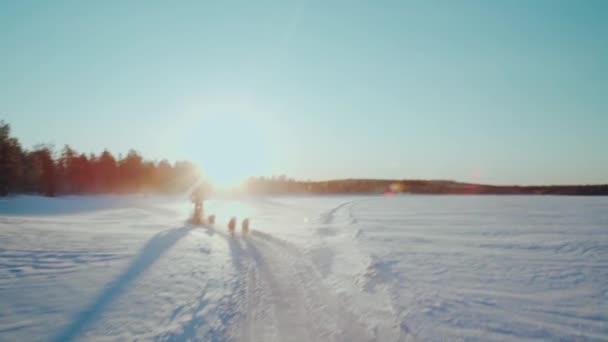雪の中でずぶぬれのグループによって押されたそりに乗って認識できない人は美しい夕日 — ストック動画