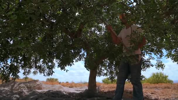 Widok Boku Męskiego Pracownika Gospodarstwa Rolnego Uderzającego Gałęzie Drzewa Karobowego — Wideo stockowe