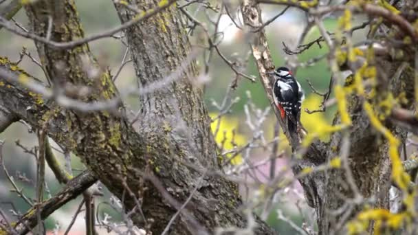 Великий Плямистий Птах Барвистим Оперенням Дереві Розсіює Крила Хвостом Відлітає — стокове відео
