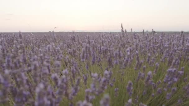 Beautiful Lavender Flowers Field Sunset — Stock Video