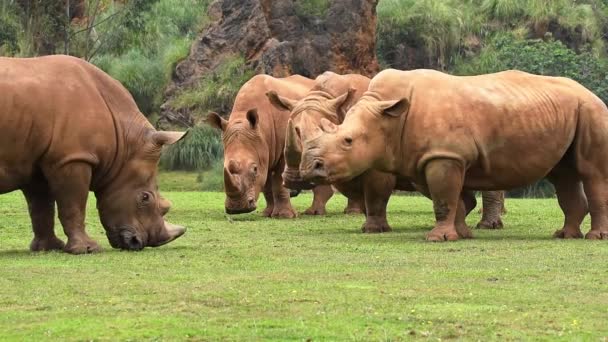 Rhinos Mud Brown Loose Skin Horns Pasturing Green Lawn Savannah — Stock Video