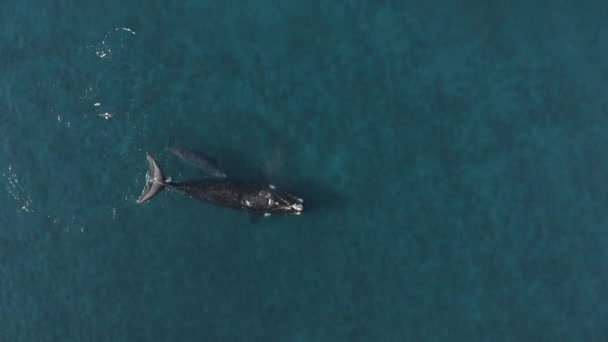 Widok Góry Potężny Wieloryb Matka Cielęciem Pływanie Błękitnym Oceanie Wody — Wideo stockowe