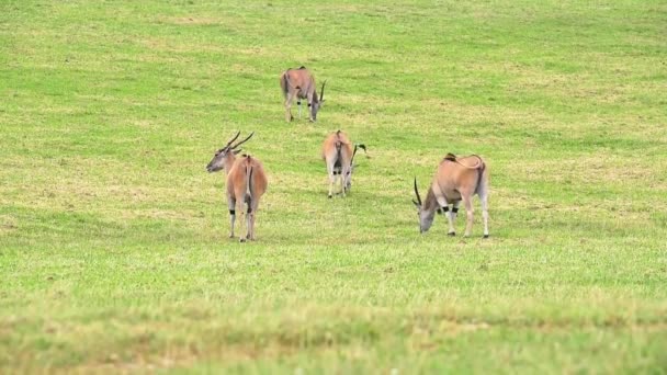成年野生公地或有角的金丝雀 在自然界的绿色牧场上放牧 — 图库视频影像