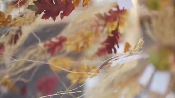 Frunze Colorate Frunze Toamnă Decorare Ornament — Videoclip de stoc