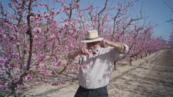 Äldre Man Bonde Som Kontrollerar Träd Blommande Fruktträdgård — Stockvideo