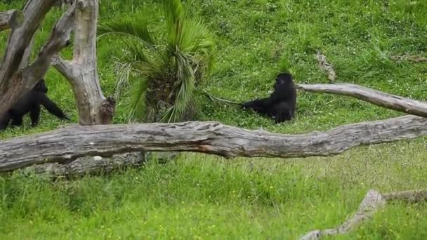 草原上的灵长类动物 身穿黑色外套 嘴张开 靠在树干上 — 图库视频影像
