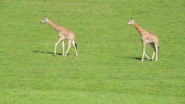 白天黑夜 长颈鹿 头戴花纹外套 长着短而毛茸茸的角 在草地上放牧 — 图库视频影像