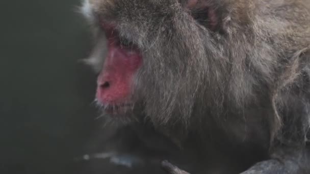 日本のマカク 雪の猿 — ストック動画