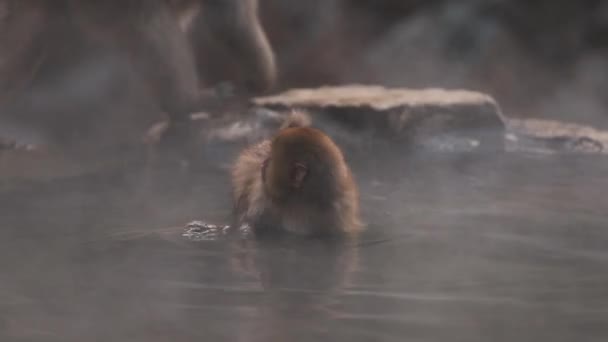 Снігові Мавпи Ють Воду Озера Парку Мавпа Джігокудані Яманучі — стокове відео