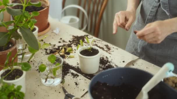 Mulher Irreconhecível Cultivada Avental Derramando Água Vasos Com Plantas Pilea — Vídeo de Stock
