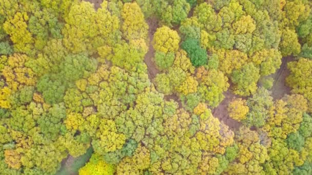 从上面俯瞰秋天在农村生长的绿树和黄树的景象看自然 — 图库视频影像
