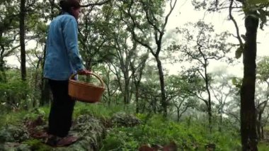 Ağaçların arasında yürüyen ve hasır sepetin içinde mantar toplayan dişinin puslu sık ormanının drone görüntüsü