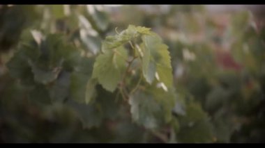 Gün batımında üzüm bağlarında yeşil yapraklarda sallanan sulu üzümler