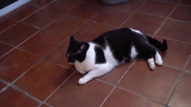 Evcil kedi yerde yatar ve kameraya bakar.