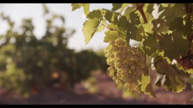 Gün batımında üzüm bağlarında yeşil yapraklarda sallanan sulu üzümler