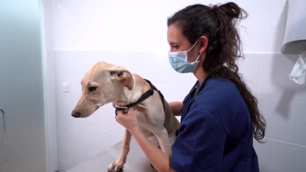 Kırbaç Sırıtan Kısırlaştırılmış Maskeli Kadın Veteriner Hastanede Köpek Cesedi Inceliyor — Stok video