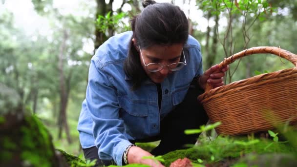 Fêmea Óculos Colhendo Cogumelos Gorro Leite Açafrão Silvestres Comestíveis Chão — Vídeo de Stock