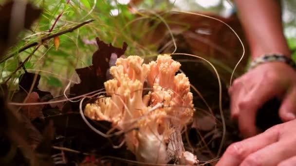 Beskåret Uigenkendelig Kvindelig Mykolog Plukke Ramaria Spiselig Svamp Fra Jorden – Stock-video