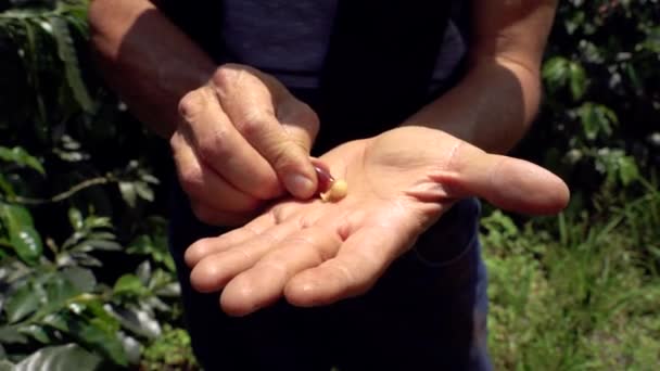 Kahve Çekirdeklerini Hazırlayan Kişinin Yakın Çekim Görüntüleri — Stok video