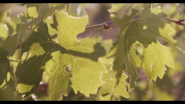 Anggur Juicy Tergantung Dedaunan Hijau Kebun Anggur Saat Matahari Terbenam — Stok Video